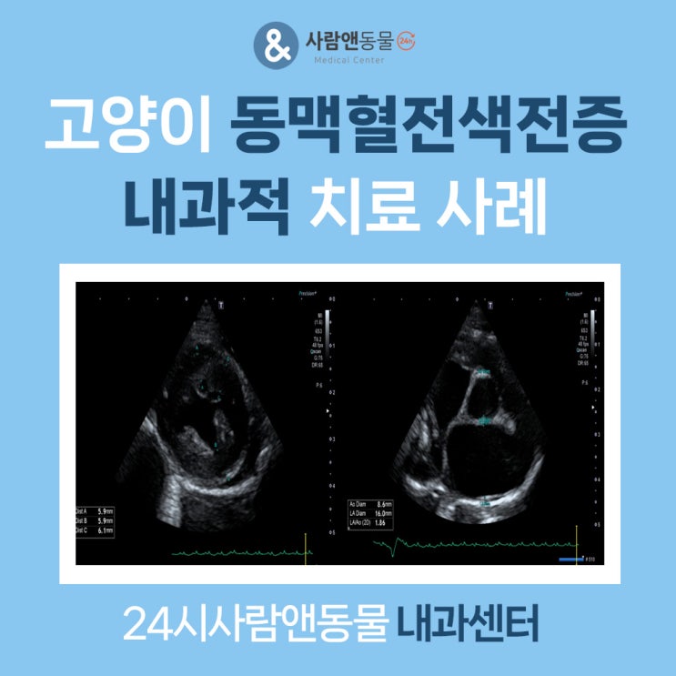 고양이 동맥혈전색전증 내과적 치료 사례 신봉동고양이병원 : 네이버 블로그