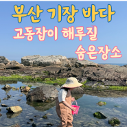 부산 기장 고동잡기 소라게잡기 바다 모래놀이 해루질 숨은 장소