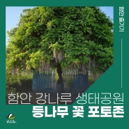 함안 강나루 생태공원, 등나무 꽃 포토존 위치 및 개화상황