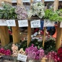 남대문 꽃시장 5월방문 가격정보