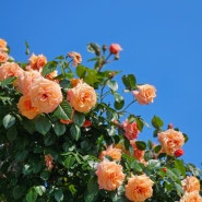 여수 꽃놀이 가볼 만한 곳 :: 이순신공원 장미원 🏵️🌹(5월 꽃구경)🩷🩵