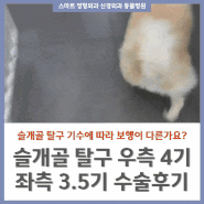 강아지 슬개골 탈구 수술 후기 / 서울 정형외과 전문 24시 동물병원