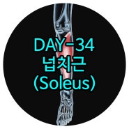 마두체형교정 DAY-34 넙치근(가자미근, Soleus) 운정재활