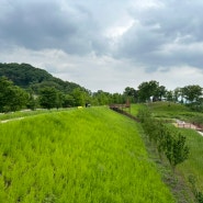 함안 악양생태공원 5월 7일 개화 정도 부처님 오신 날 방문하시오.