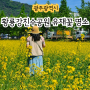 광주 광산구 황룡강친수공원 5월 유채꽃 피크닉 명소