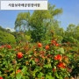 보라매공원 장미원 서울 5월 6월 꽃놀이
