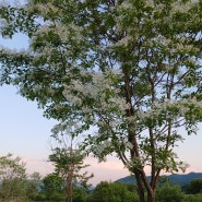 5월의 꽃, 하얀 이팝나무 꽃길입니다