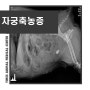 수원 자궁축농증 수술 케이스 - 9살 마티즈