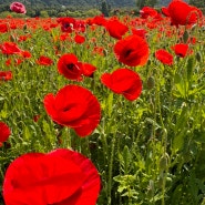 울산 양귀비 태화강 국가정원 봄꽃축제 5월 국내여행지 추천 꽃구경 가볼만한곳