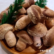무농약 송화버섯 고기버섯 1kg🍄