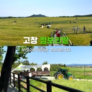 고창 여행 청보리밭 축제 마감 시간 끝나도 6월에도 딱 좋은 보리나라 학원농장