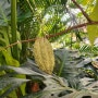 카카오 온실 속의 식물들