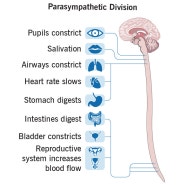 <신경계통 nervous system> 말초신경계통 PNS - 자율신경계통 autonomic nervous system (ANS)