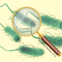 [병원성 대장균 (O157:H7) 감염증] 여름철 식중독! 식품 위생 주의, 미생물 시험법과 미생물 정량분석_한국의과학연구원 미생물분석센터