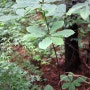 일본목련 안산의 나무