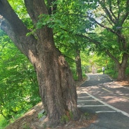 춘천 공지천 걷기: 30분 걷기로 무지외반 교정되는 오소틱 효과 보기