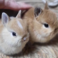 토끼분양 네덜란드 드워프 토끼아가들 5월 15일부터 분양가능!
