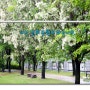 대전 들의공원 이팝나무꽃
