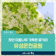대전 유성구 명소, 하얀 밥알 가득한 이팝나무 꽃거리 '유성온천공원'