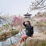 전남/광양-광양 매화마을 산수유 축제 봄꽃 나들이