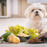 강아지가 먹으면 안되는 음식 과일 (아보카도, 포도, 청포도, 샤인머스켓, 석류)