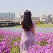 [경북/영천] 보라유채꽃 작약 영천생태지구공원에서 한방에 보기