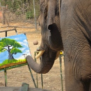 태국 치앙마이 코끼리캠프 체험