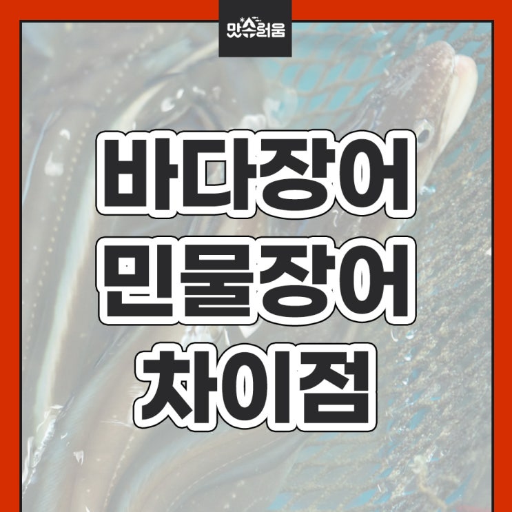 바다장어 민물장어 차이, 바다장어 종류, 제철, 맛있게 먹는법 : 네이버 블로그