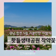5월 가볼만한 여행지 추천 - 합천 핫들생태공원 작약꽃밭 주차정보 개화상황