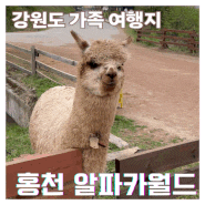 홍천 알파카월드 가족여행 솔직 후기 동물 구경 할인 티켓