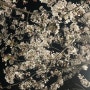 묵은 사진 방출...경포호수 벚꽃 구경