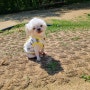 강아지 동반 가능한 인천대공원 반려동물 놀이터(인천 장수동)