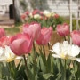 정원 셀프 리모델링 3년 후의 봄 정원, 4월의 정원 꽃들 '튤립과 수선화, 다년생 초화들과 꽃나무