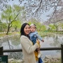 [용산] 8개월 아기와 용산가족공원 벚꽃나들이🌸