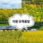 서울근교 꽃구경 유채꽃밭 의왕 레일바이크 정류장