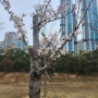 우리동네 이모저모: 부산시민공원 벚꽃놀이
