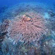코랄가든에는 산호가 아름다운 카모테스 펀다이빙