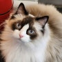 데코믹스 - 부평역 근처 이색적인 데이트 코스 고양이가 운영하는 만화카페