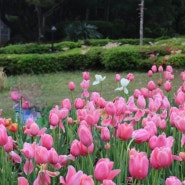 제주도 가볼만한곳 봄꽃축제 상효원수목원