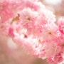 2024 태안 튤립축제 수동 렌즈로 담은 그날의 꽃 사진