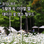 경기도 파주 필무드 - 5월에 꼭 가야 할 서울 근교 데이지 꽃 명소