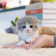 고양이와 가족이 되기 위한 정보 2. 고양이가 보내는 사인을 알고 친해지기 : )