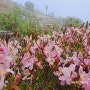 영남알프스 천황산(1189M)&재약산(1108M)아름다운 철쭉산행 2024-05-11 토요일