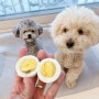 강아지 계란 노른자 흰자 급여 달걀 날계란 삶은계란 주기