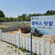 전북대 캠퍼스 텃밭에서 상추 수확