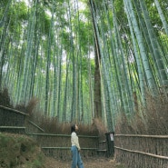 교토 치쿠린 대나무숲 노노미야신사 다녀왔어요.