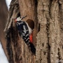 오색딱다구리_Great Spotted Woodpecker