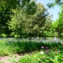 충북 청주 가볼만한곳 : 오창호수공원 작약 붓꽃 명소