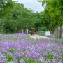 가평여행 자라섬 남도 꽃정원 자라섬 꽃 페스타 봄꽃축제 기간 입장료