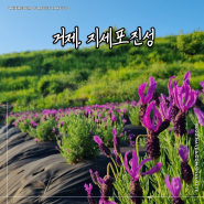 경남 거제 5월 6월 꽃구경 명소 지세포진성 라벤더 금계국 수국 개화상황